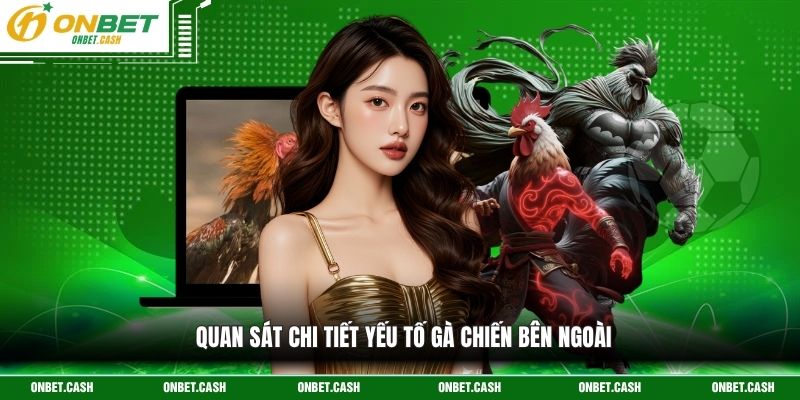 Cách Chấp Tiền Gà Chọi - Quy Luật Phân Định Thắng Thua 3 Quan sát chi tiết yếu tố gà chiến bên ngoài